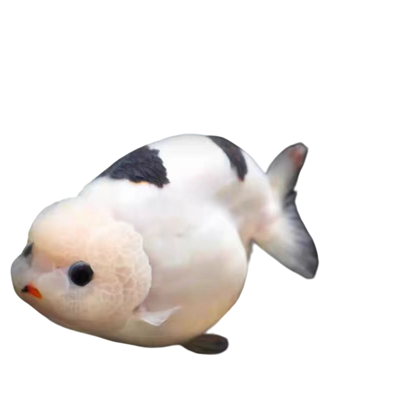 【 精品兰寿泰狮 】