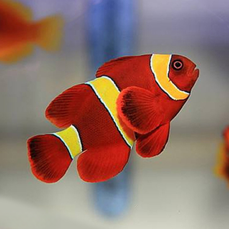 金透红小丑鱼 小丑鱼 钻海葵 海洋观赏生物 热带海水观赏鱼