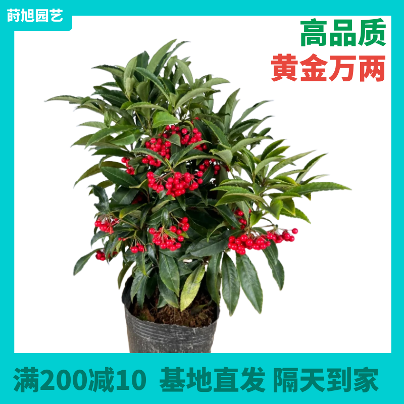 【黄金万两】又称“金玉满堂”或”朱砂根”。形态优美，四季常绿，春夏淡红花朵会飘香，秋末红果成串，硕果累累。