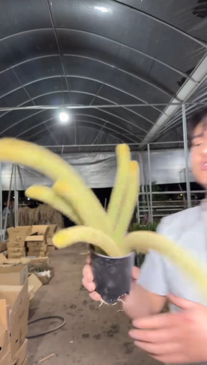 多头 红蜻蜓 金妞【带根】