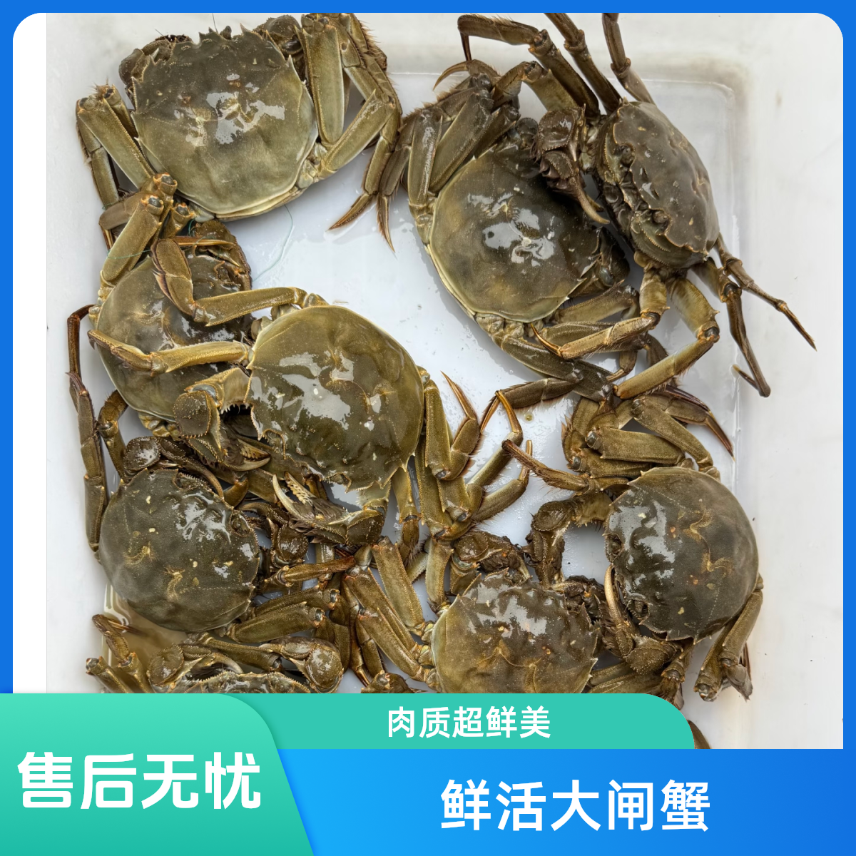 【活蟹】江苏河蟹母蟹1.2-1.5两（10只）