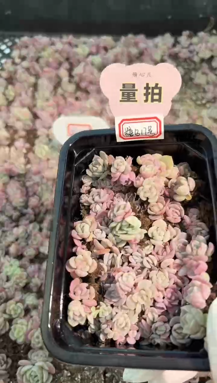 糖B17号切糕1盒 量拍多肉植物