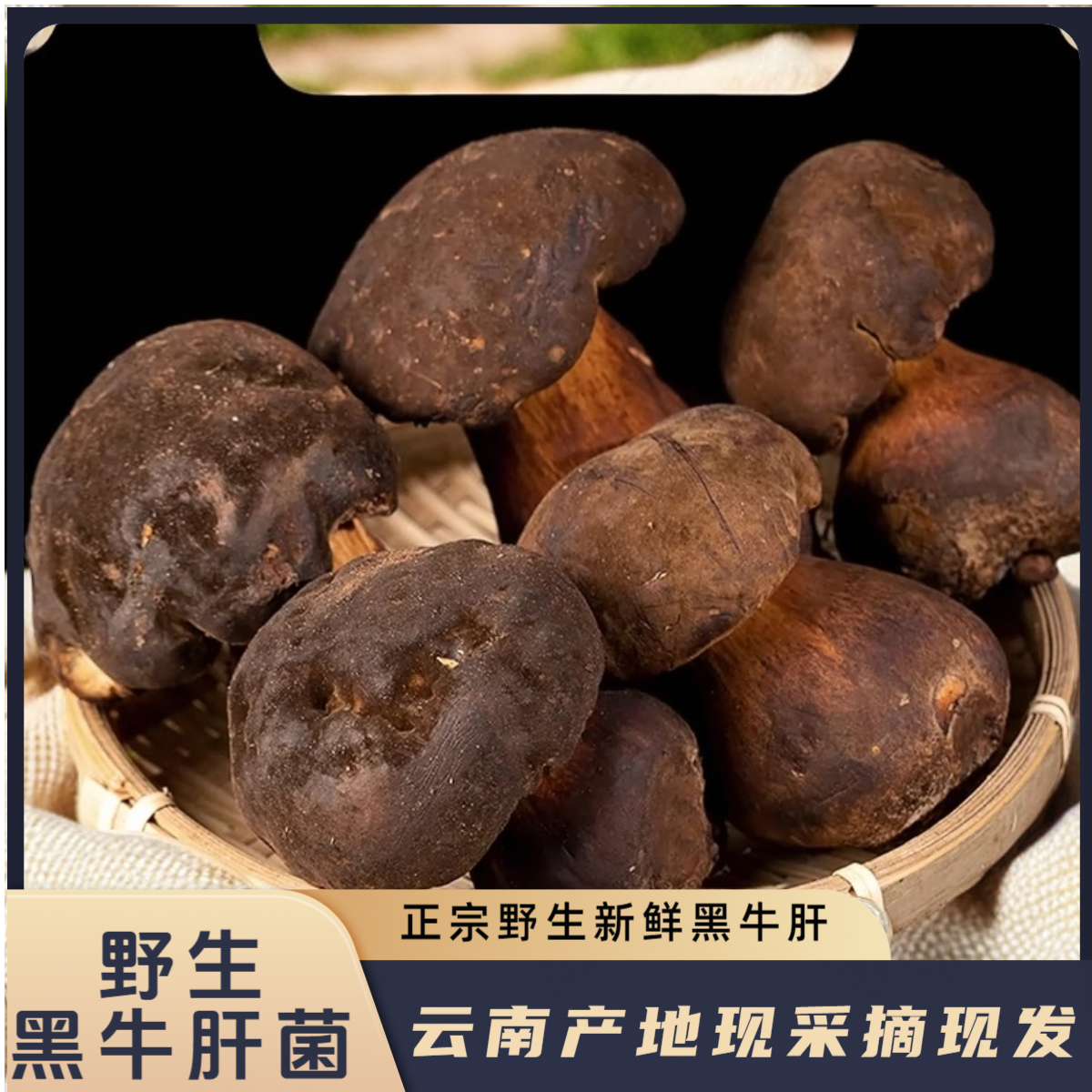 云南野生鲜黑牛肝菌现采现发 空运直达