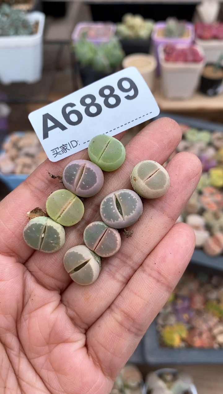 【闪购商品】6889直播一物一拍