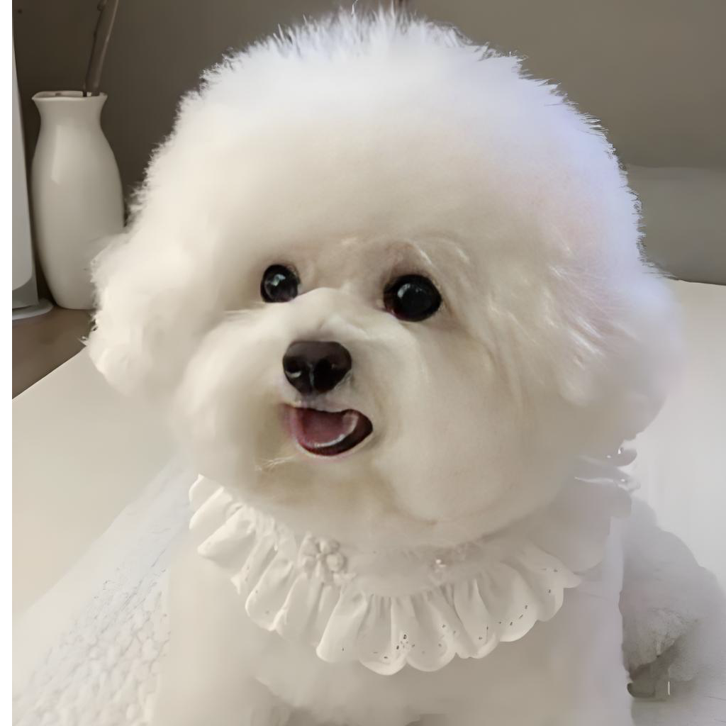 比熊 活体宠物狗 韩系比熊 小体 超小体