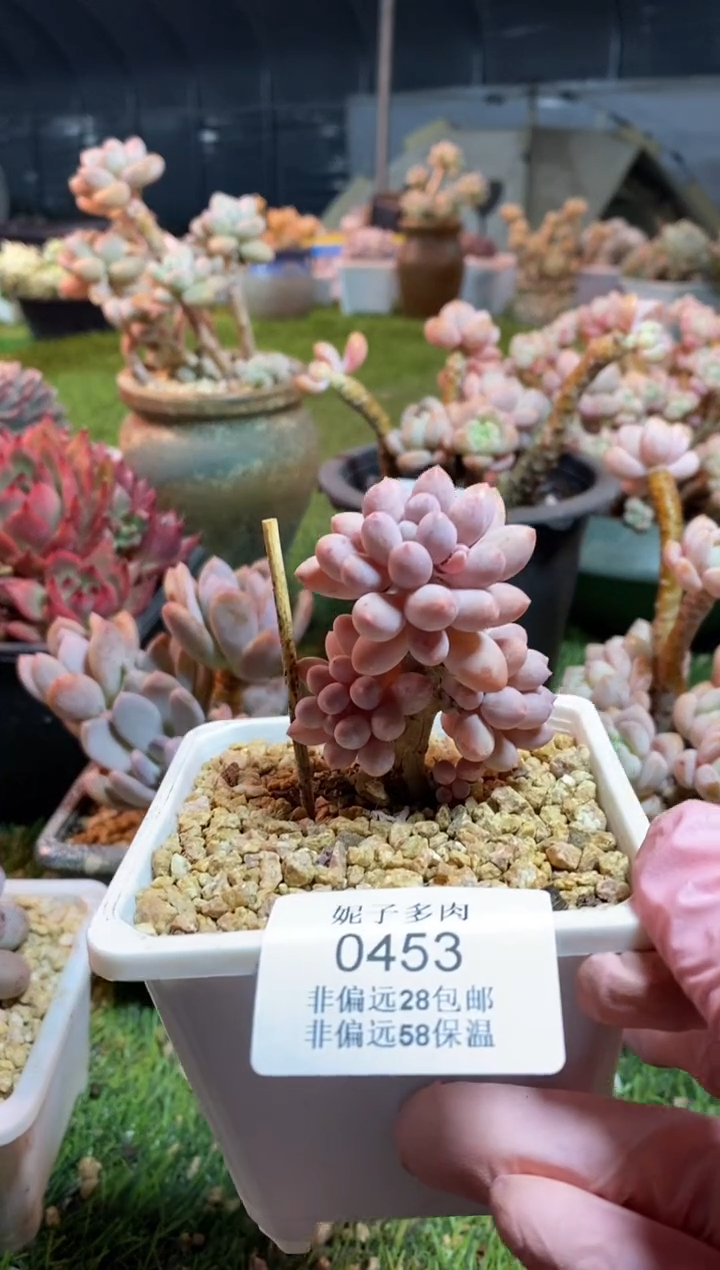 【闪购商品】0453a