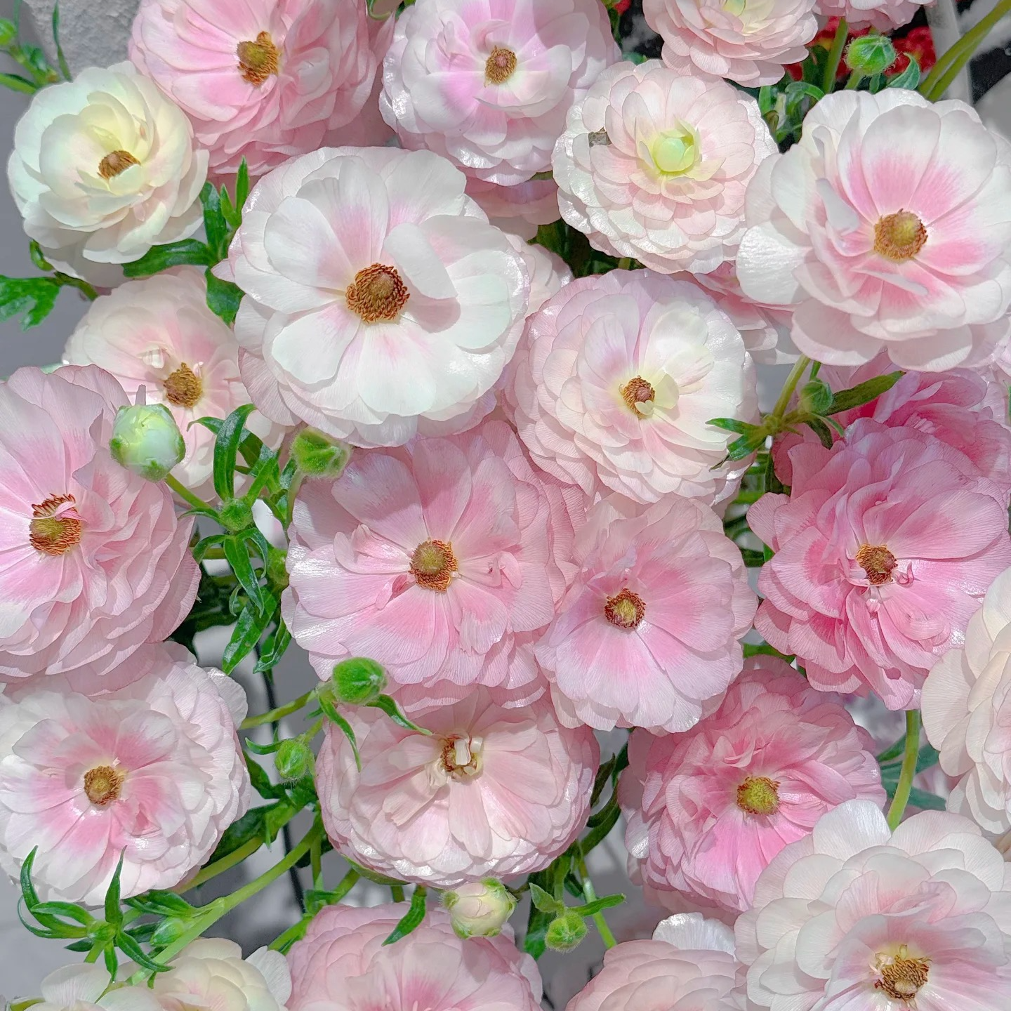 【云舍花卉】【重瓣粉】蝴蝶洋牡丹 任意满两单及以上鲜花包邮发货