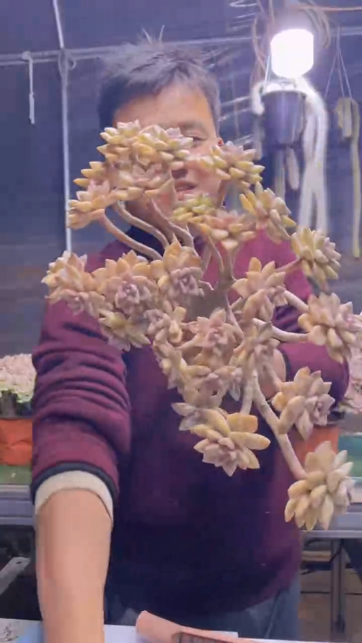 175淡雪缀化一物一拍