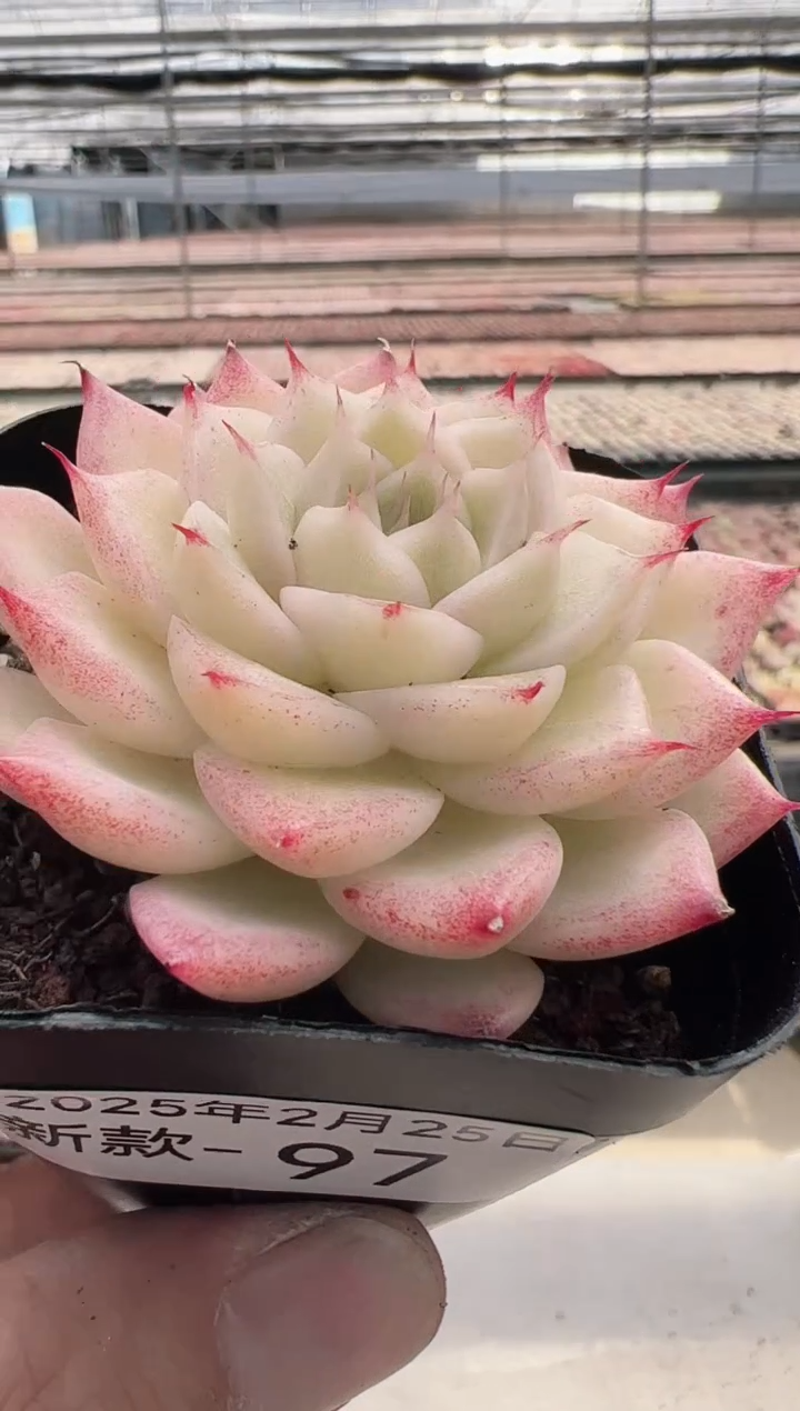 【闪购商品】新款多肉-97