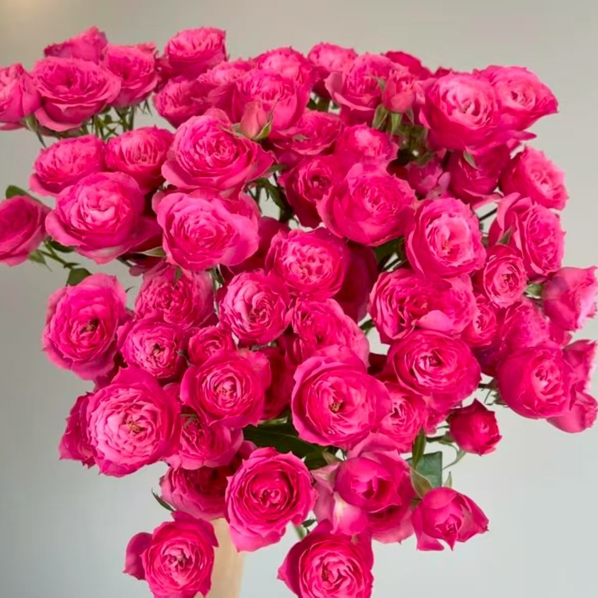【苏菲】 多头玫瑰 云南基地直发 一单普通快递 两单升级冷链快递