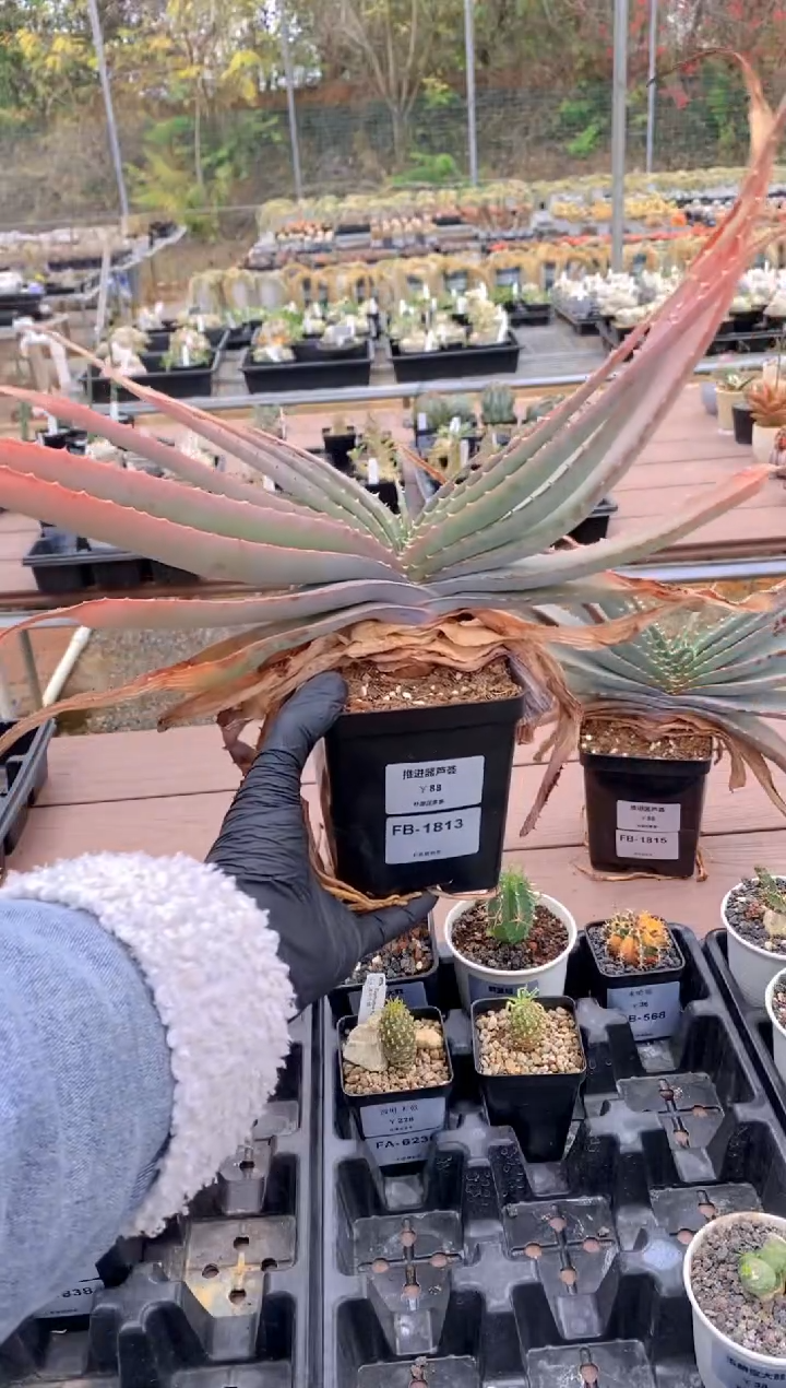 【闪购商品】推进器芦荟脱土FB-1813