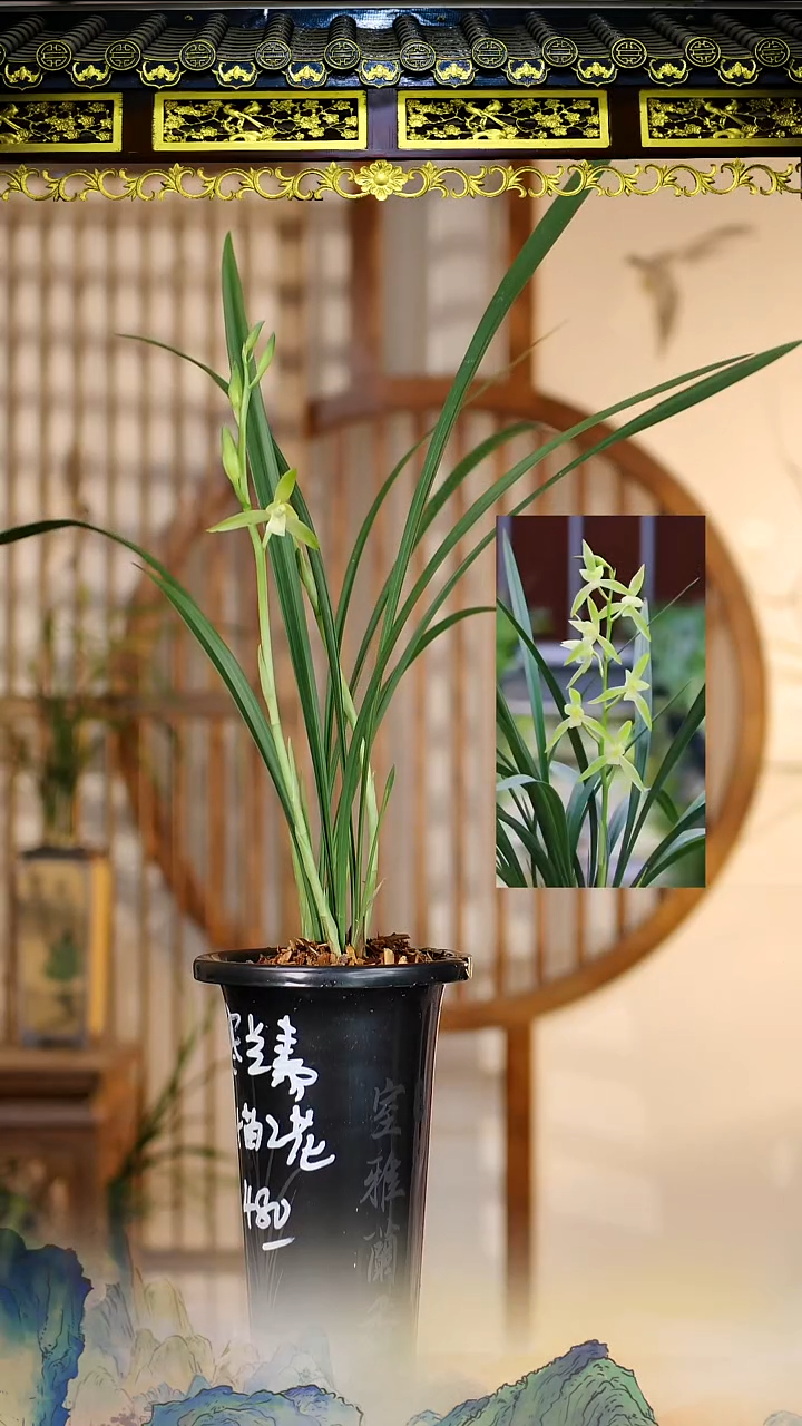 全部花苞寒兰素4苗3花