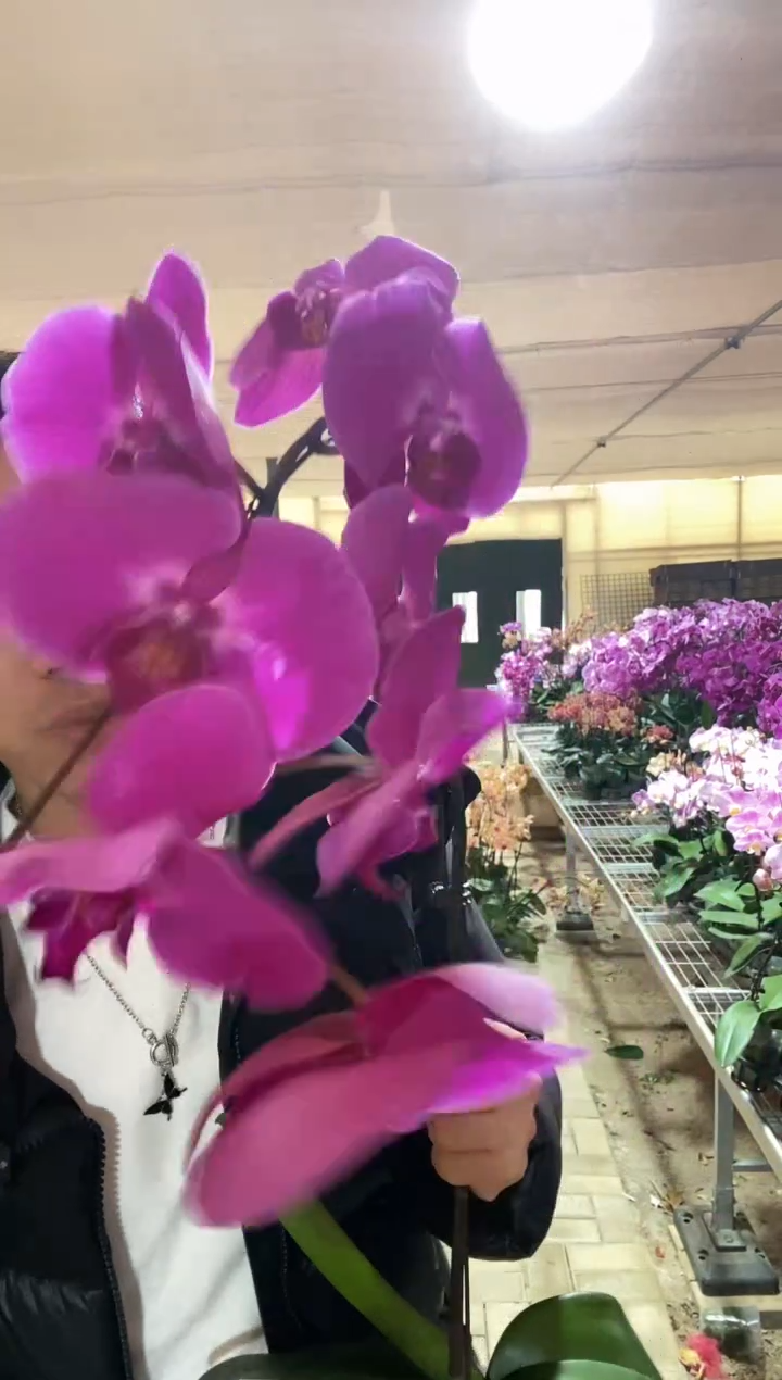 完全开放紫红色大花 3.5 微瑕