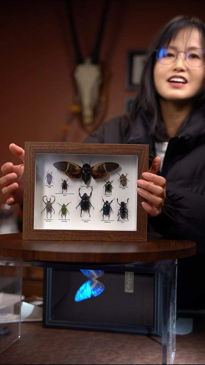 10只昆虫组合  常规  