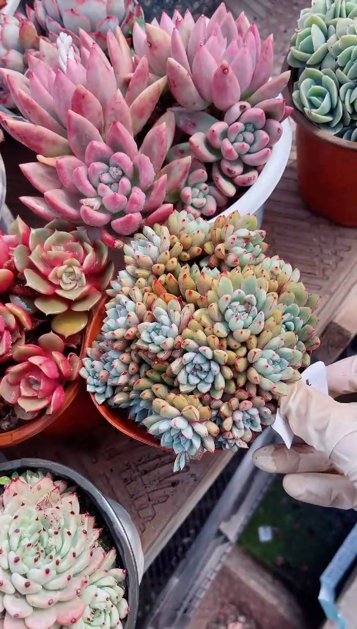 【闪购商品】11182