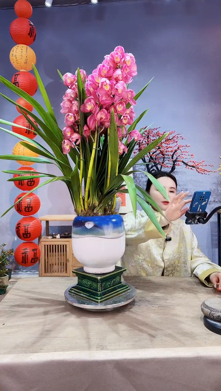 【闪购商品】盆景大花蕙兰 艳后