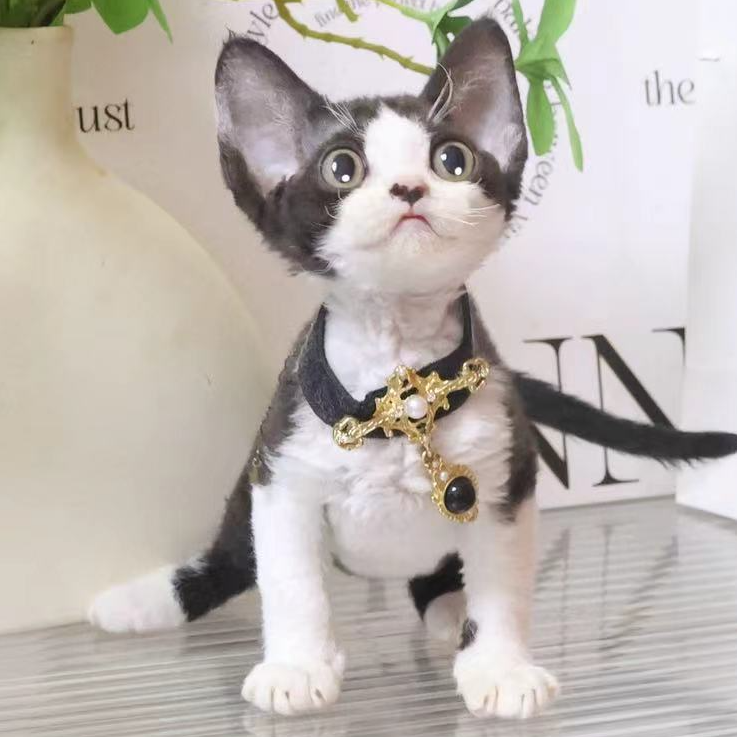 【蔚蓝】德文卷毛猫黑白妹妹-米莉