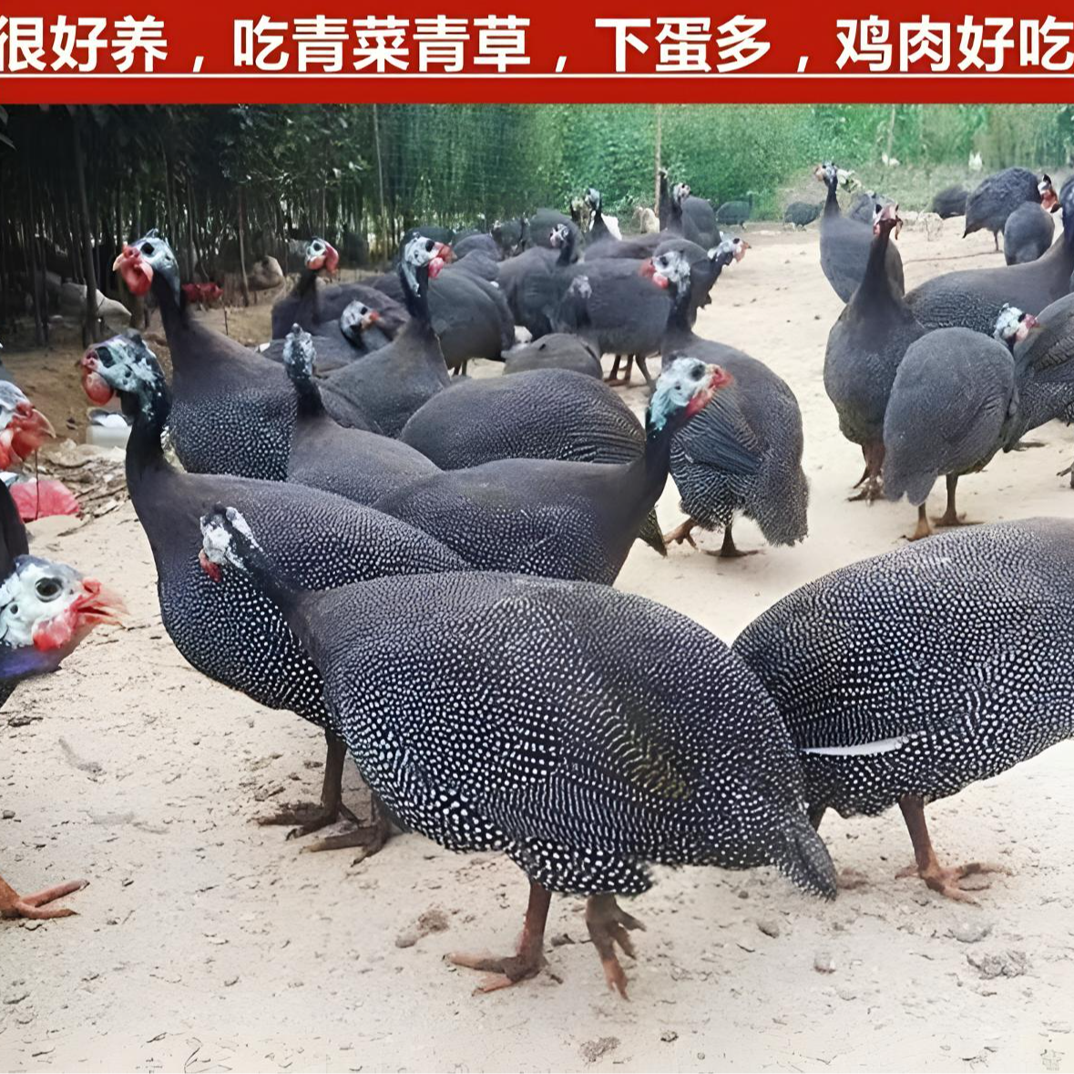 宠物鸡 脱温珍珠鸡 一斤珍珠鸟 包邮包活