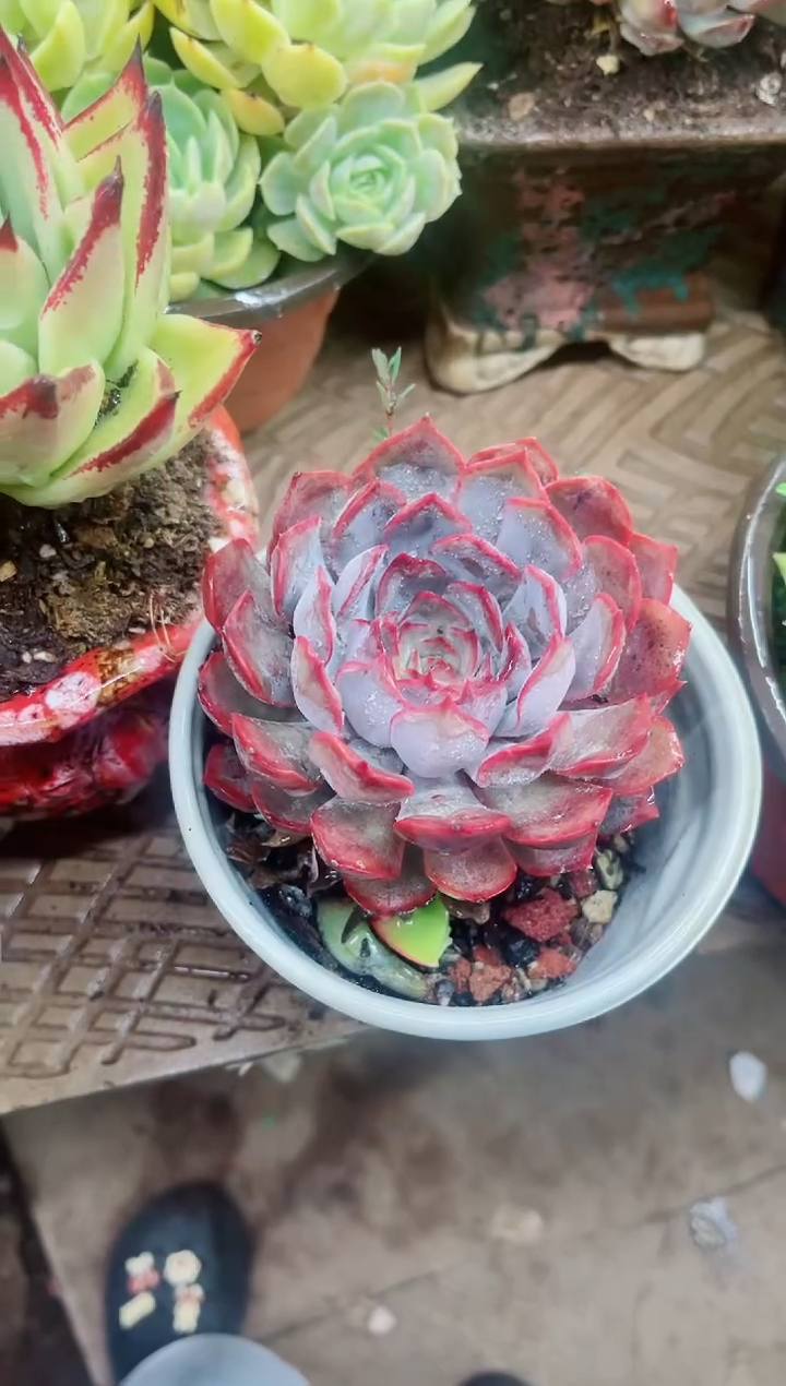 d****s05006多肉植物一物一拍