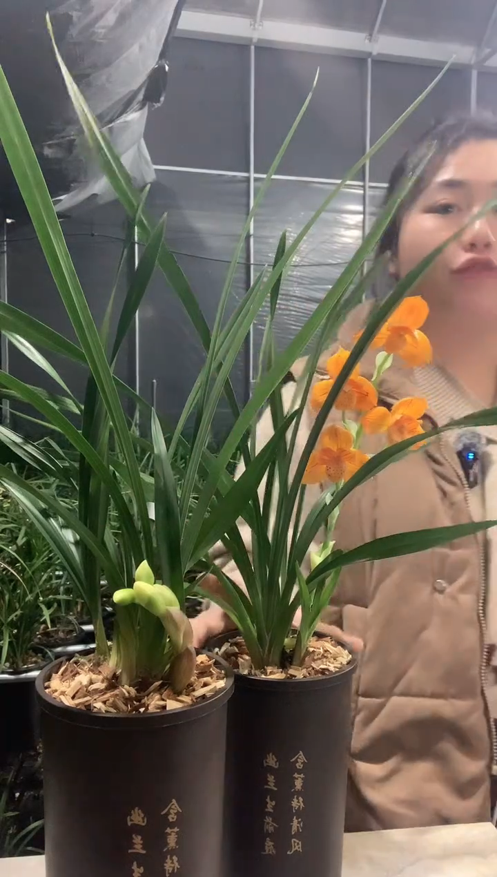 大部分开放少量花苞金凤凰3苗带花种好发货