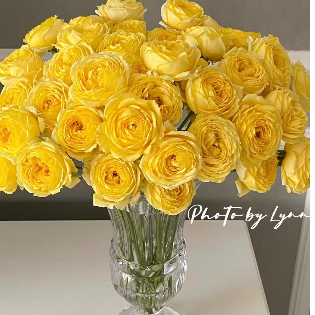 【米兰公主多头玫瑰】 任意两单及两单以上鲜花顺丰包邮发货