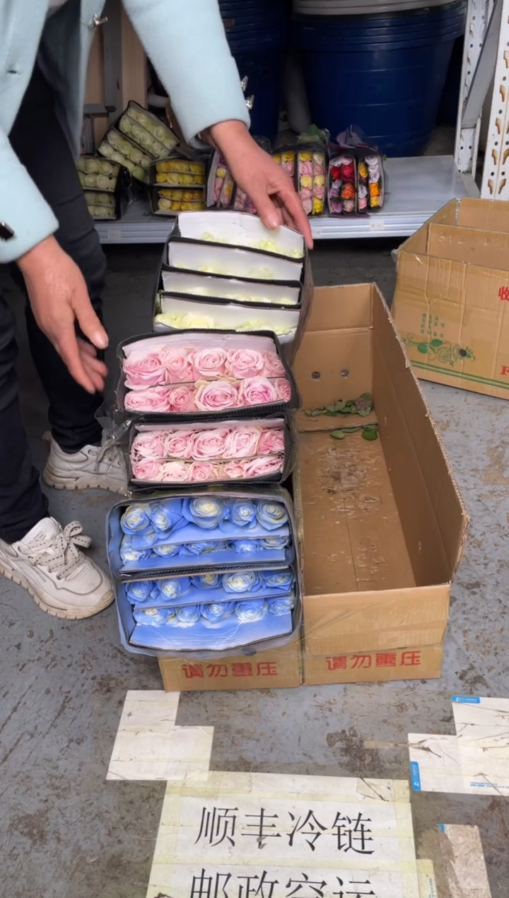 粉红20枝+碎冰蓝20枝+骄傲20枝