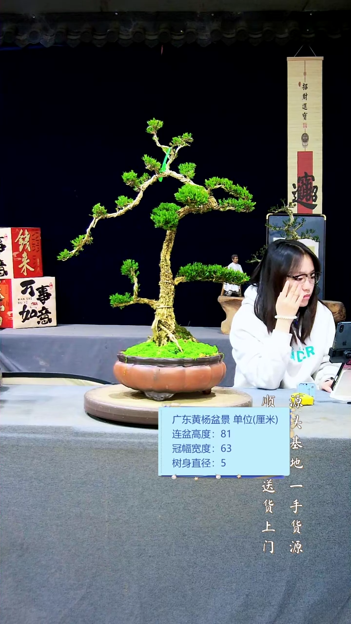 【闪购商品】雀舌黄杨盆景雀舌黄杨盆景