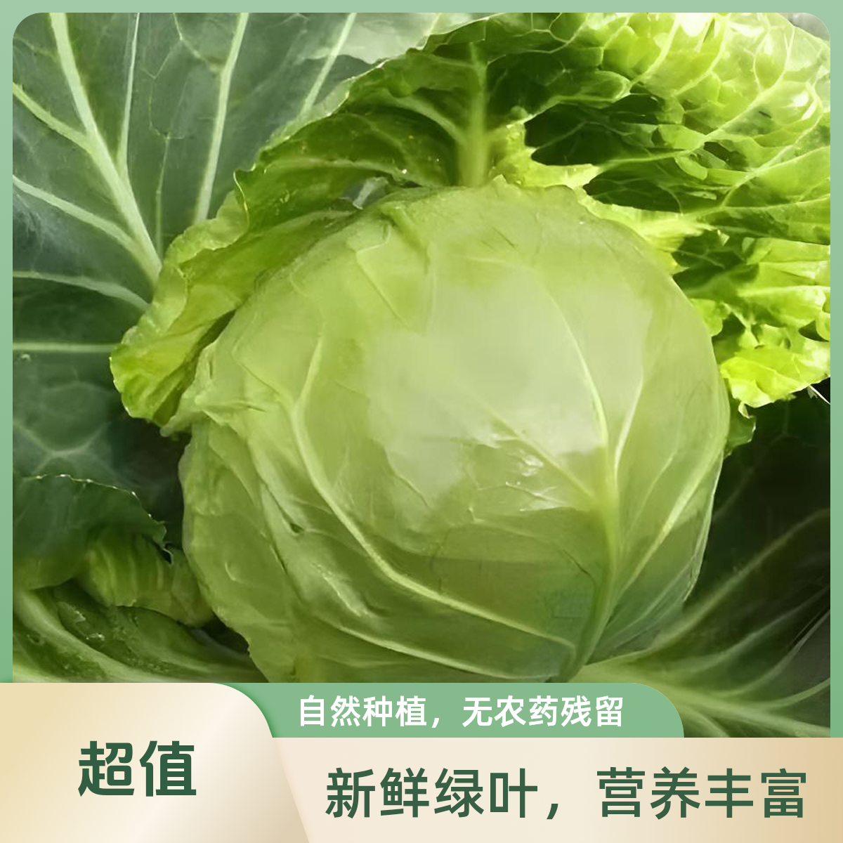 博士农场圆白菜一颗