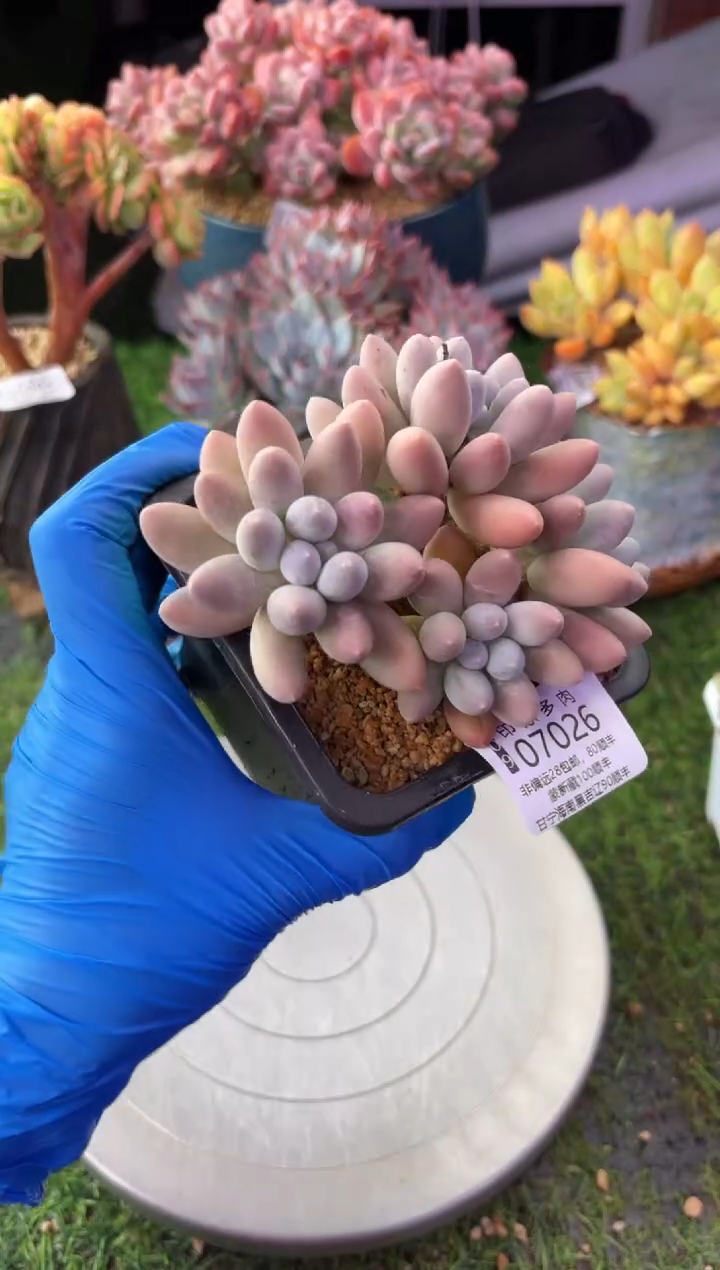 昆明印象多肉07026