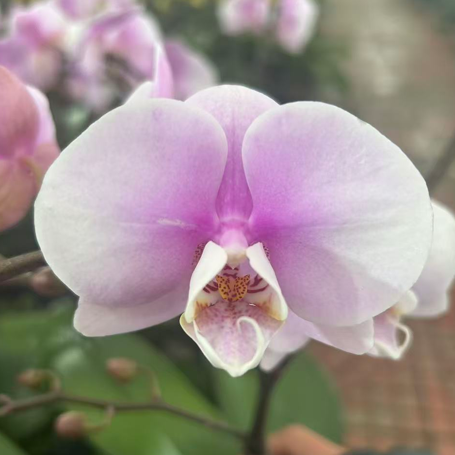 【花购】梦幻情人 带花带花苞 