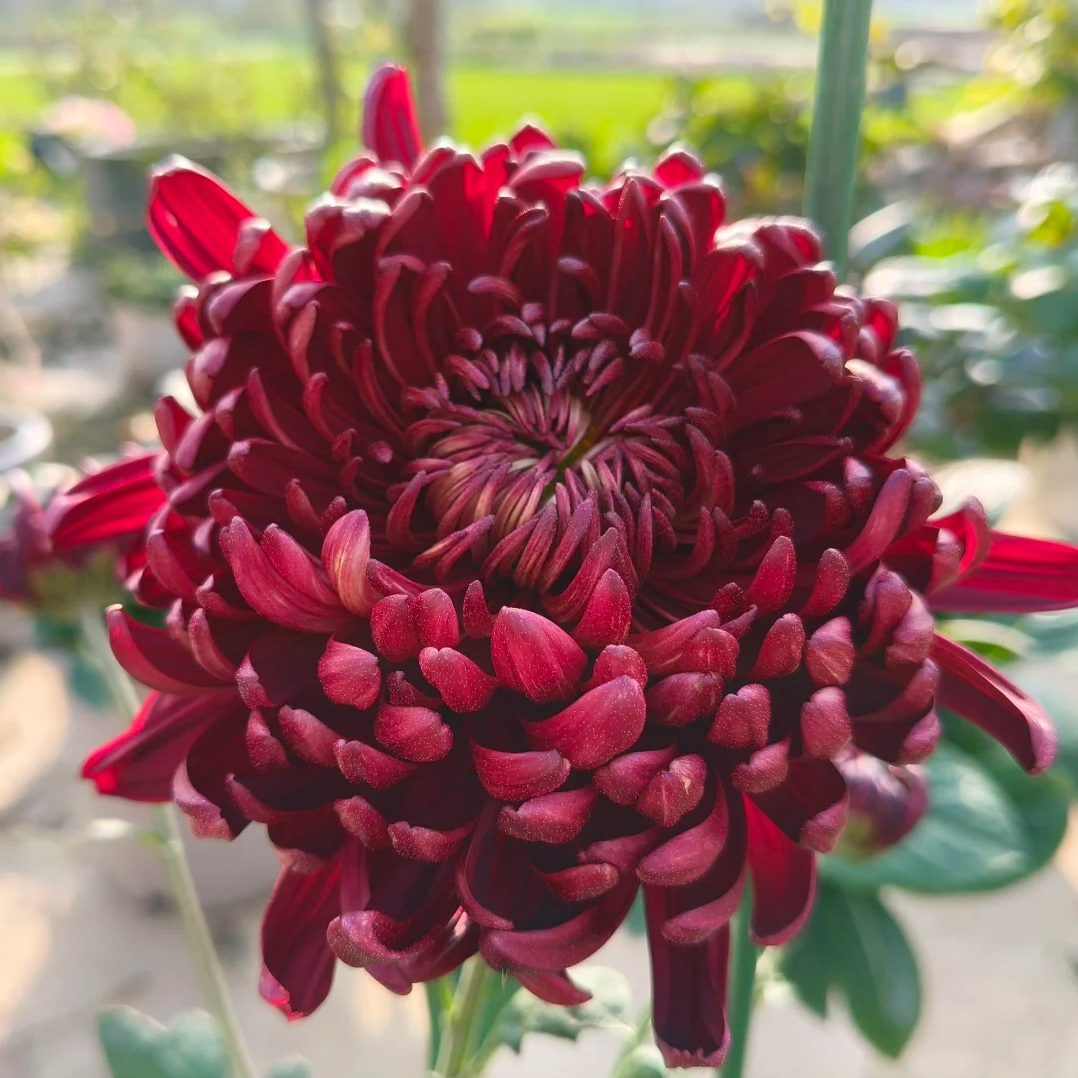 【墨王】大花富贵菊花盆栽九月菊 开花漂亮耐寒
