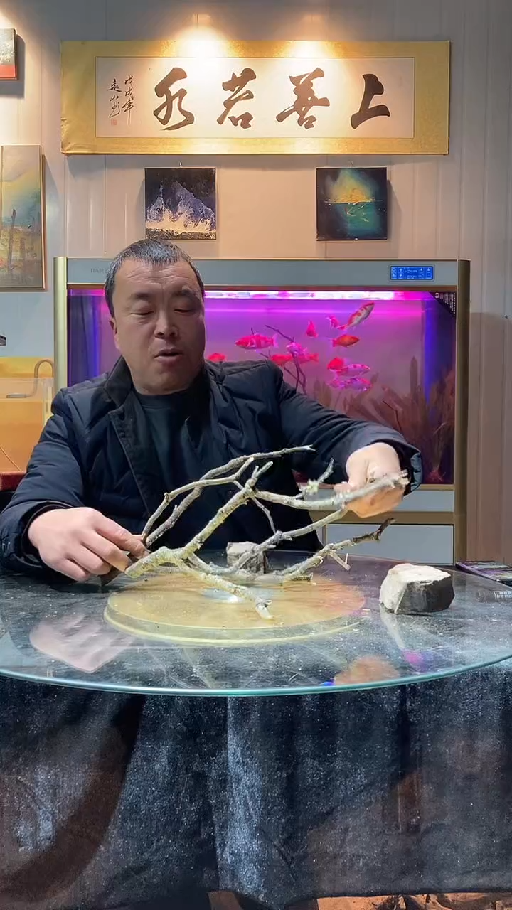 112号天然黄梨枝一组适合40缸小米缸