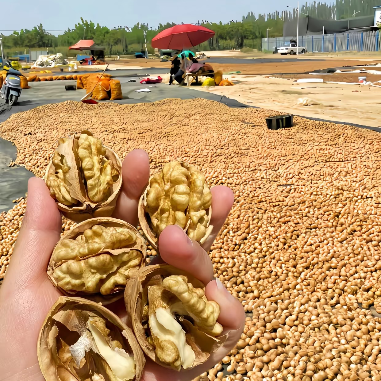 新货新疆阿克苏185纸皮核桃薄壳果仁饱满自然风味新疆185纸皮核桃