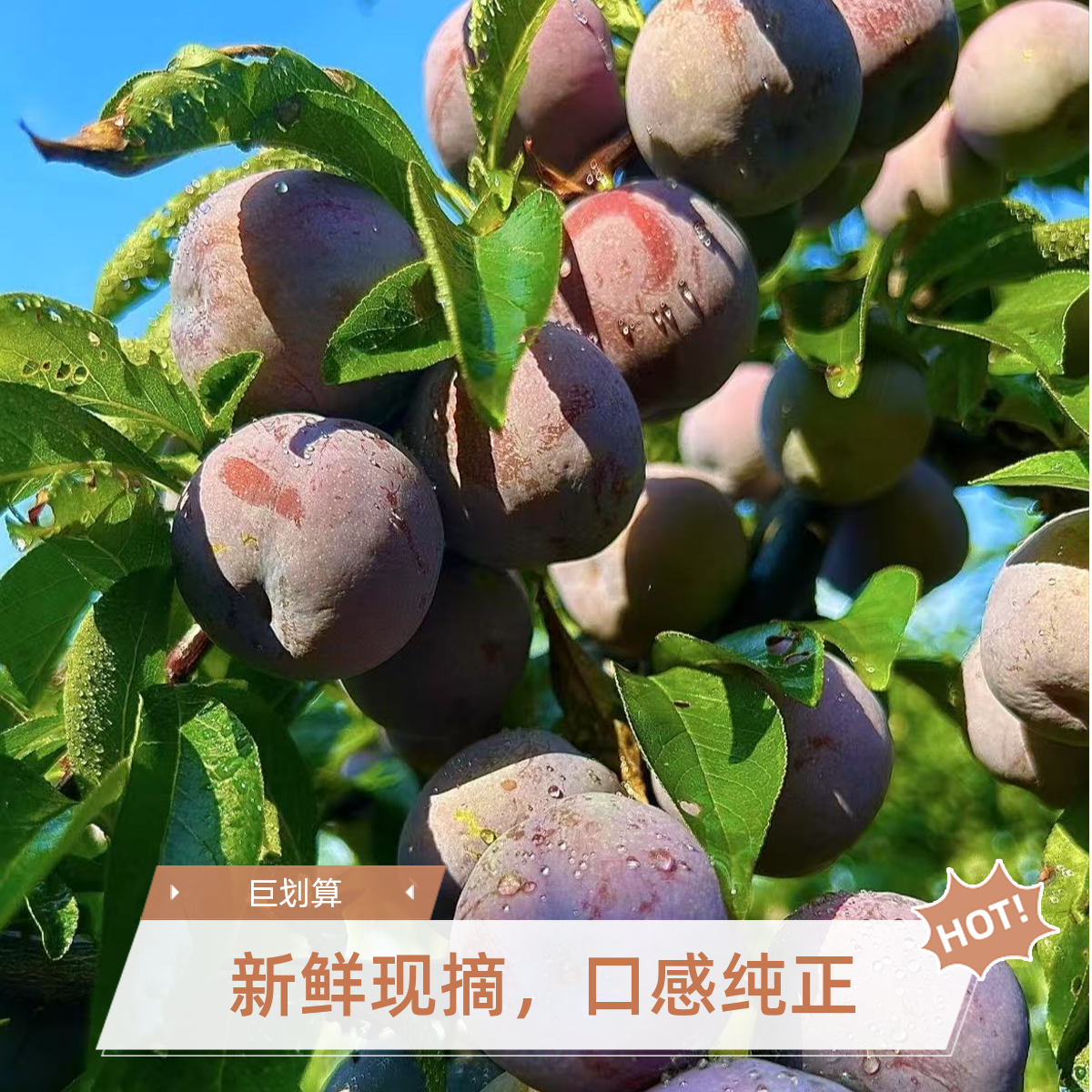 四川产地直发新鲜脆红李脱骨李脆甜应季水果