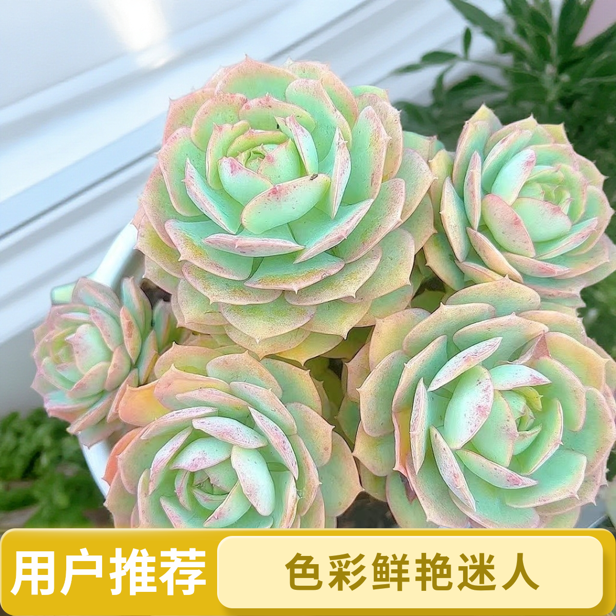 大克罗地亚脱土小谢多肉拍空气多肉植物耐旱包邮  以直播展示为准