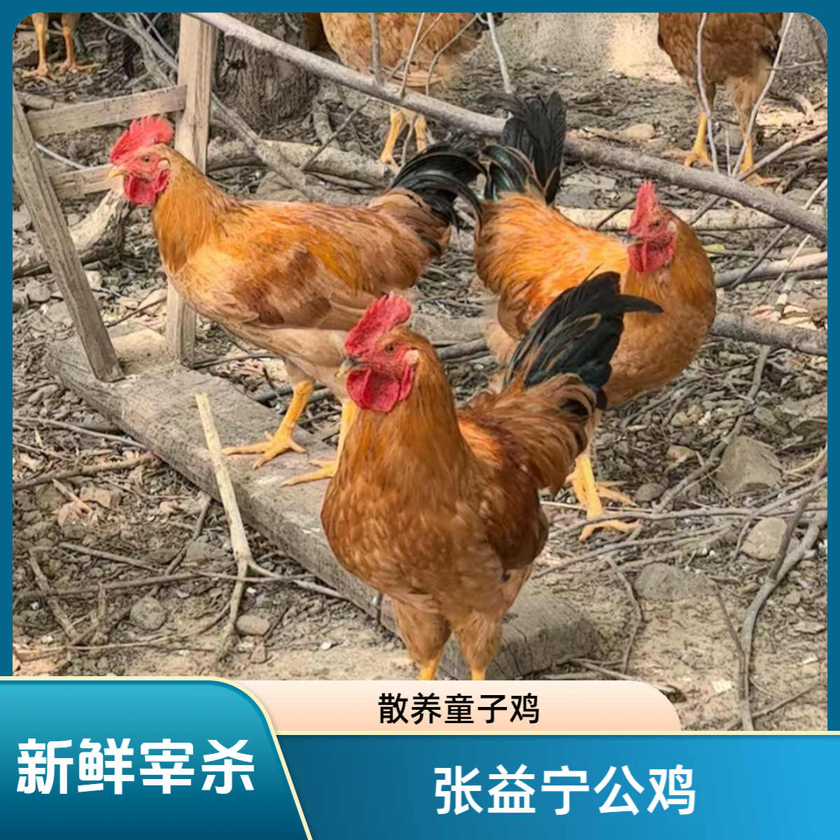 【张益宁小公鸡童子鸡】农家散养未打鸣仔公鸡新鲜宰杀小公鸡4个月