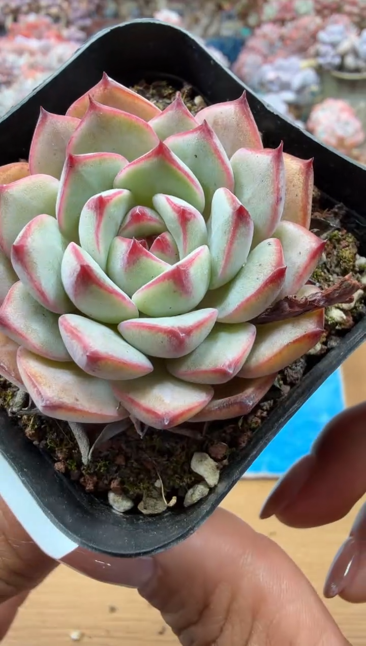 东云多肉园二店-36