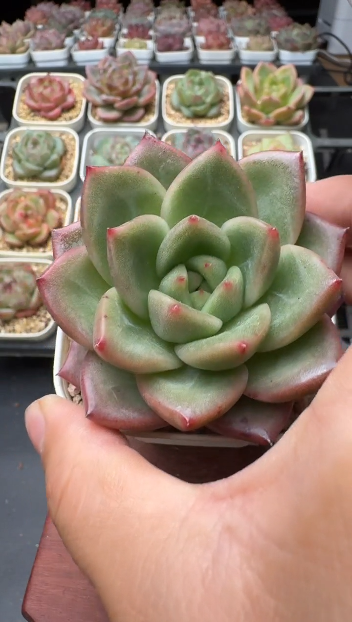 261T带盆土发(6.5cm杯） 当场拍3颗以上包柚 多肉植物