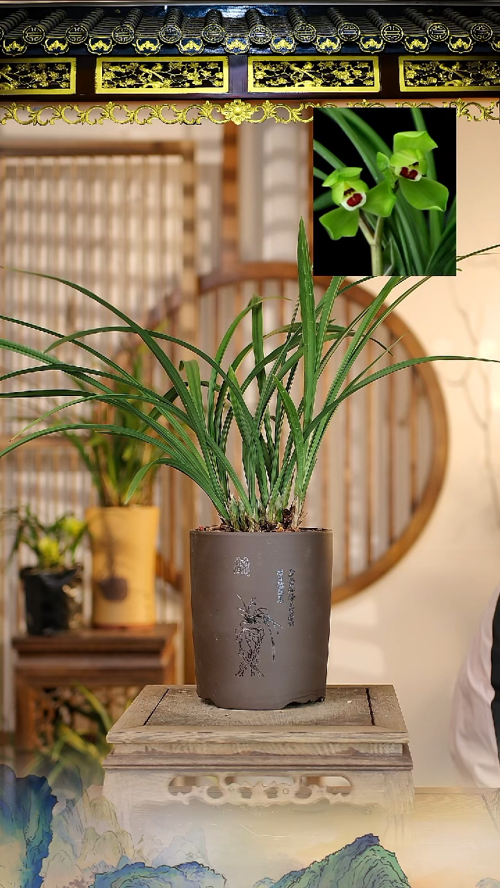 全部花苞春剑大富贵6苗6花