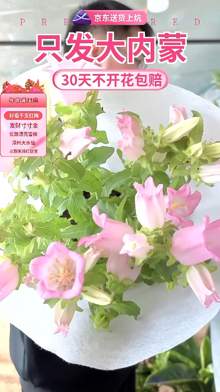 完全开放粉风铃京东包邮