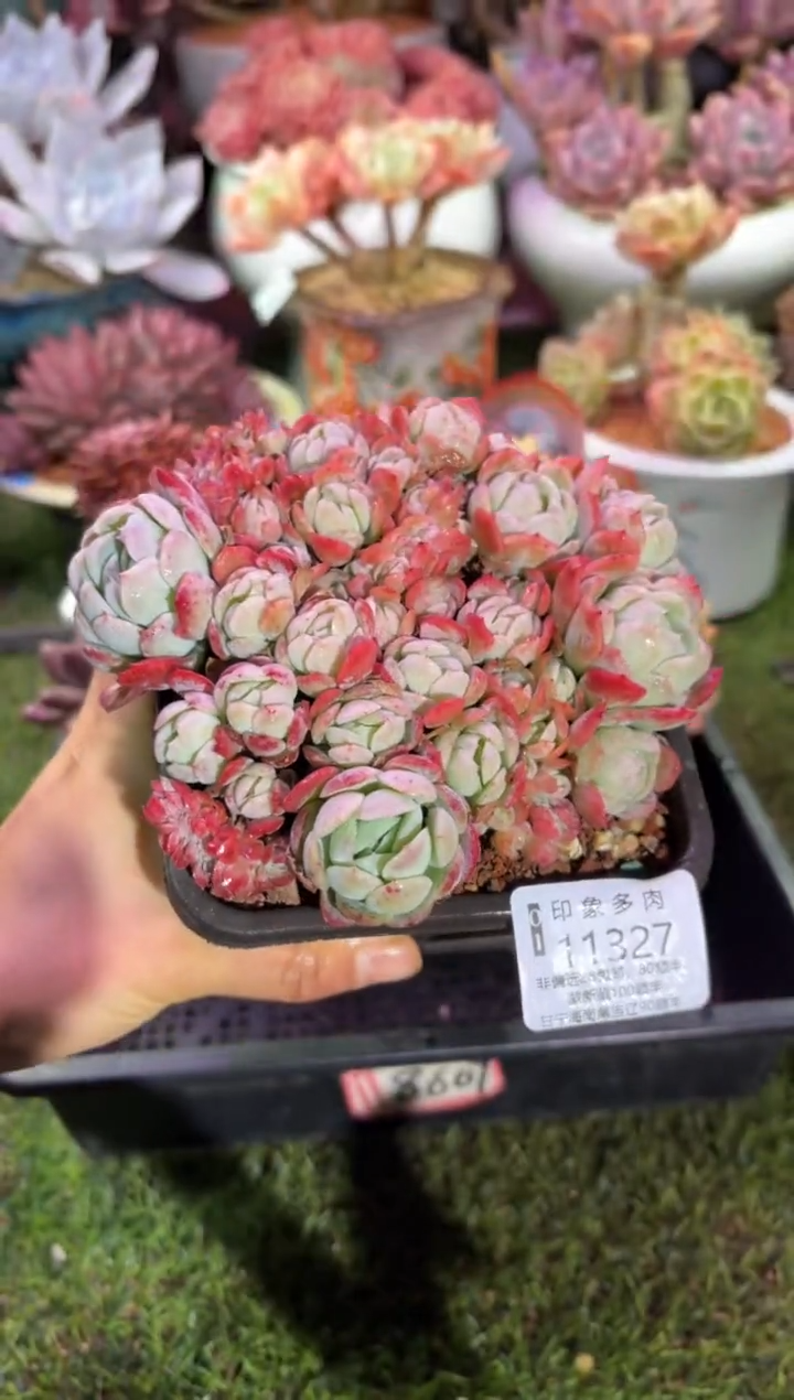 【闪购商品】11327