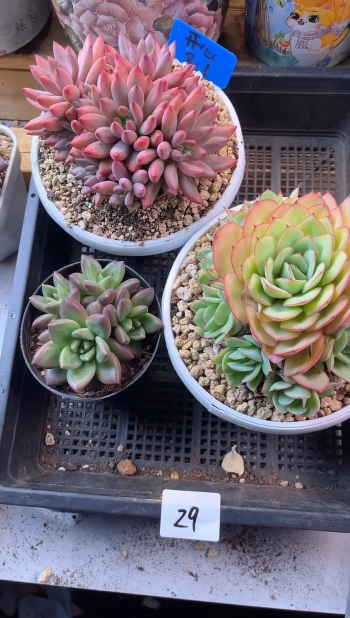 无花朵高**数8.12-29牡丹亭 迷雾泡泡 车厘子