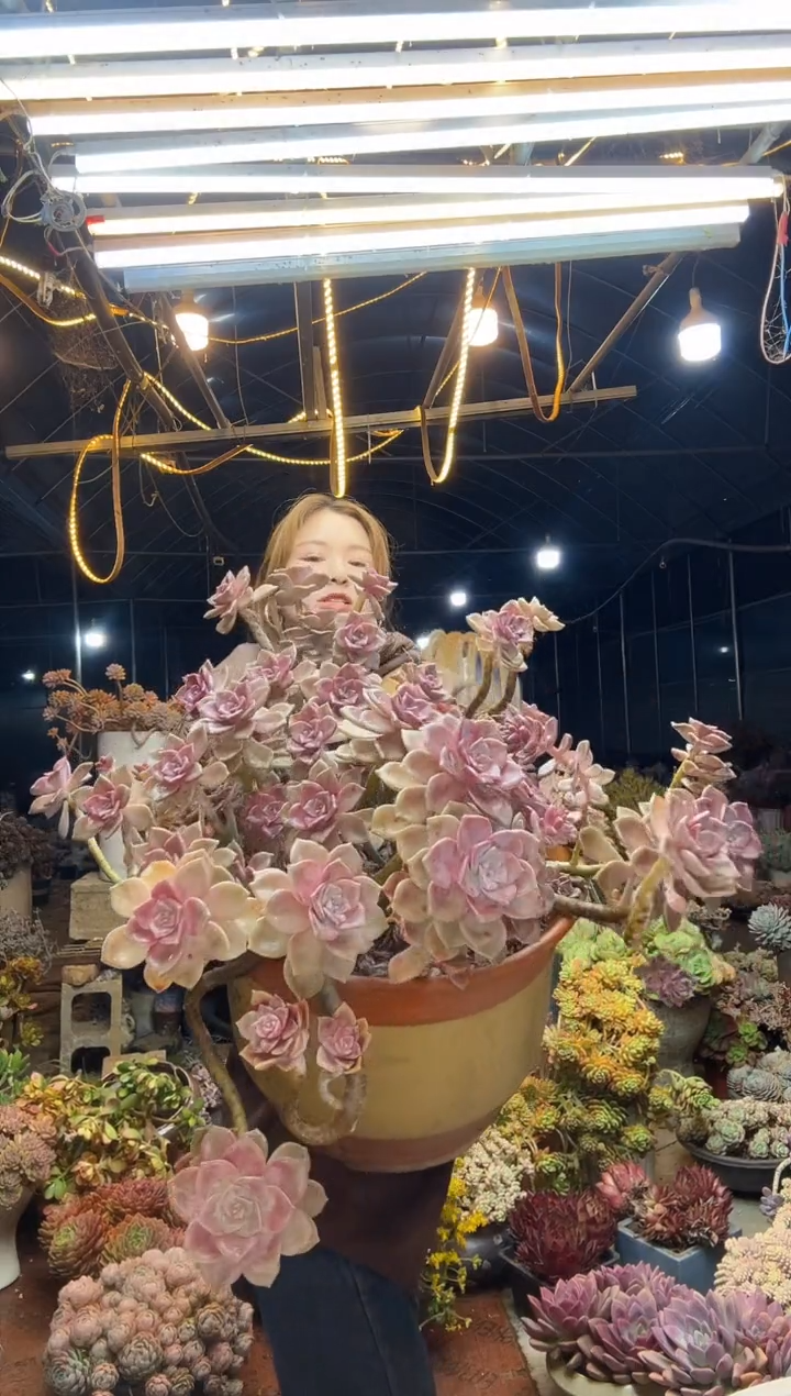 【闪购商品】黄盆紫乐一物一拍（物流自理）