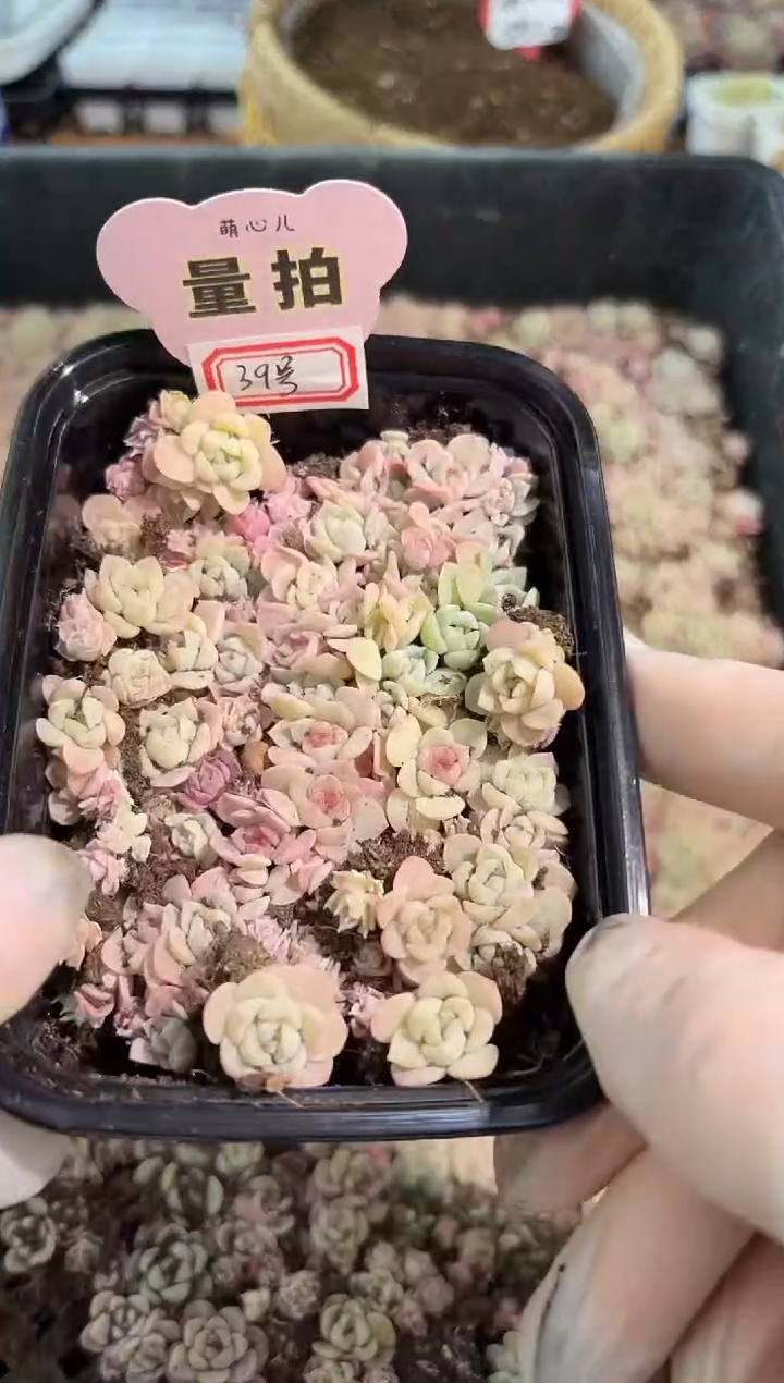 39号 切糕1盒 量拍混发