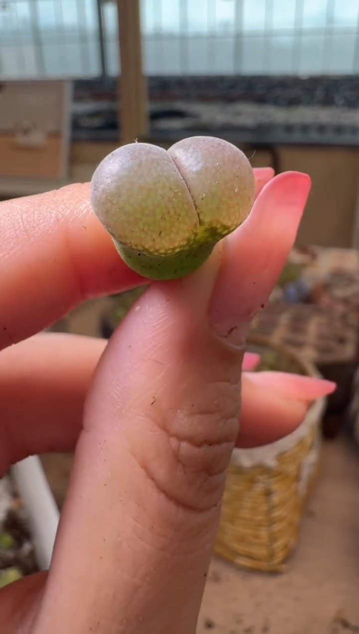 10-485多肉植物肉锥粉c10