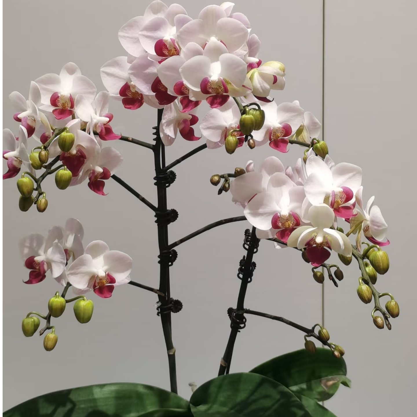 【貂蝉第一名带剑带花苞】3.5寸杯带花剑-含花苞-兰花蝴蝶兰客厅