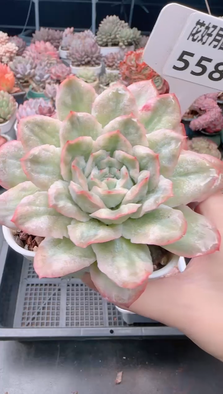 【闪购商品】5588.