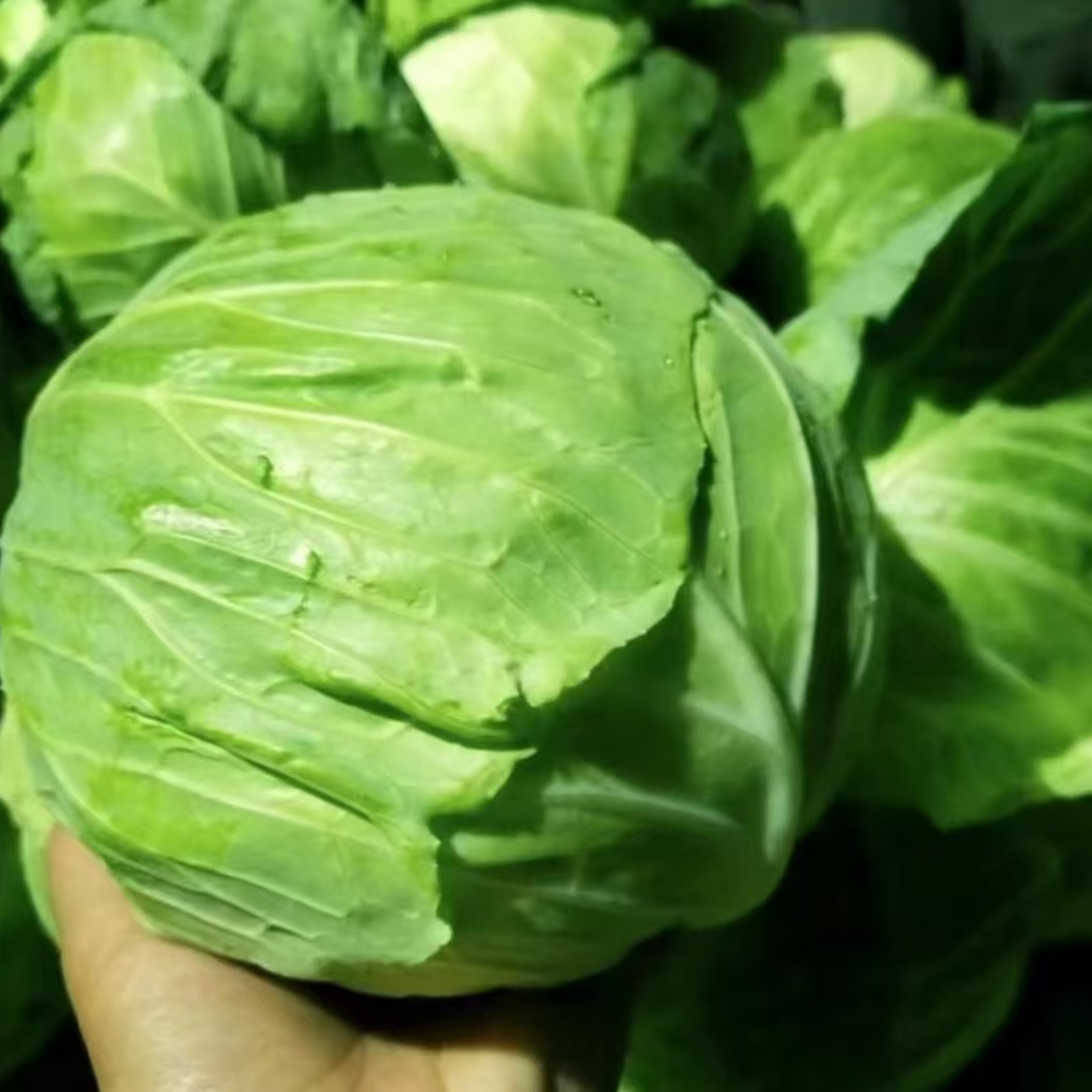 【全店满5元包邮】春秋甘蓝种子 家庭种植 简单易上手