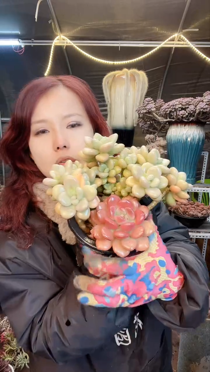 【闪购商品】洛神杂交 一物一拍 脱土包邮