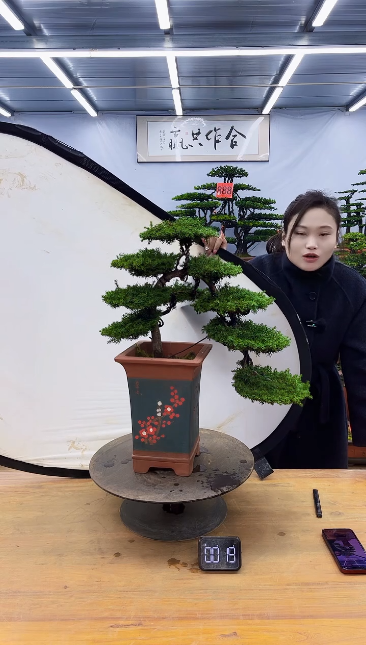 【闪购商品】高端盆景一物一拍，所见即所得